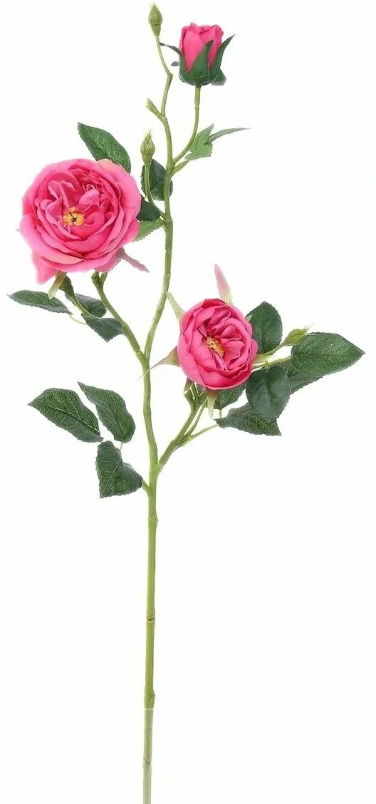 Mű angol rózsa, rózsaszín, 69 cm