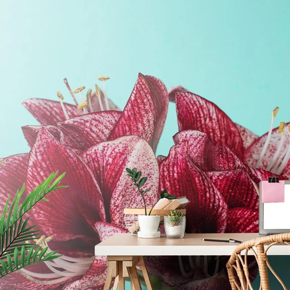 Fotatapeta exotický amarylis na tyrkysovom pozadí