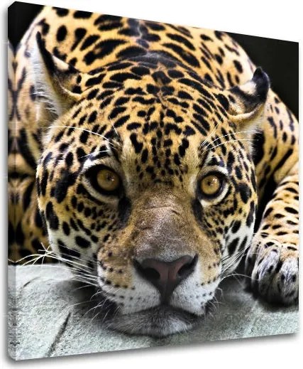 Obraz na stenu ZVIERATÁ ZV031E12