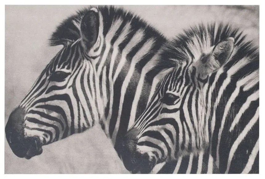 Zamatový panel / obraz na stenu Zebry - 35 * 45 * 1cm