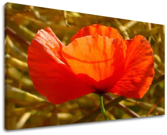 Obraz na stenu KVETY | rôzne rozmery