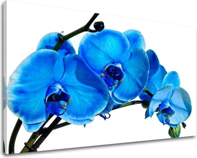 Obraz na stenu KVETY KV054E11 - 40x60 cm