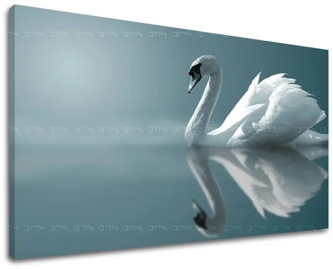 Obraz na stenu ZVIERATÁ | rôzne rozmery