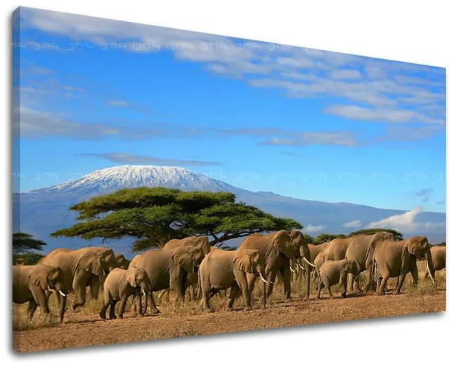 Obraz na stenu ZVIERATÁ | rôzne rozmery