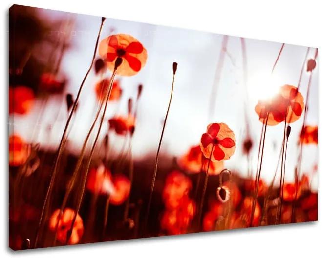 Obraz na stenu KVETY MAKY | rôzne rozmery