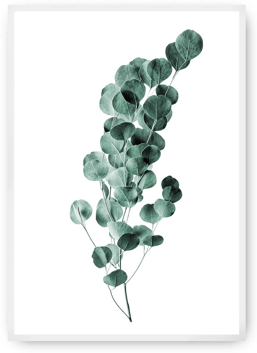 Plagát Eucalyptus Emerald Green