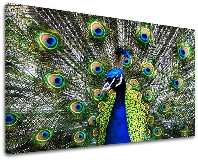 Obraz na stenu ZVIERATÁ | rôzne rozmery