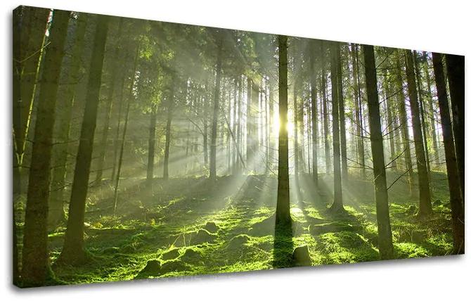 Obraz na stenu PANORÁMA STROMY | rôzne rozmery