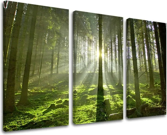 Obraz na stenu 3 dielny STROMY ST021E30