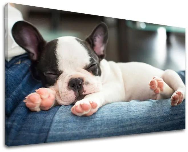 Obraz na stenu ZVIERATÁ | rôzne rozmery