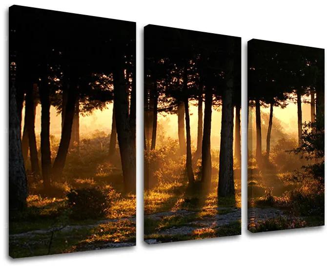 Obraz na stenu STROMY | rôzne rozmery