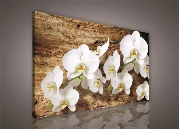 Obraz na stenu biela orchidea na dreve 75 x 100 cm