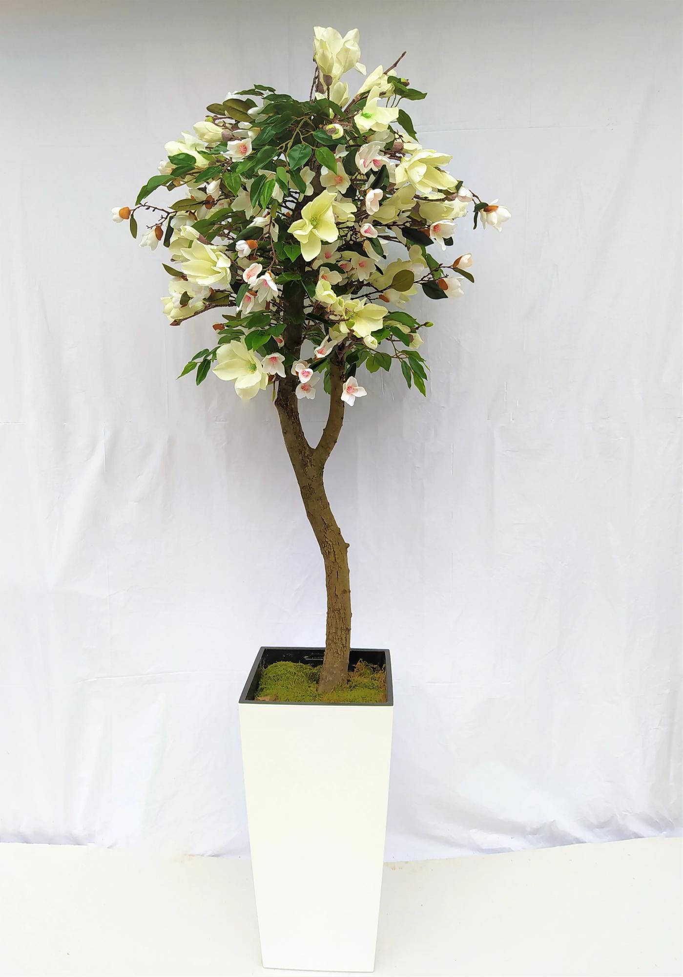 Magnólia biela 180cm