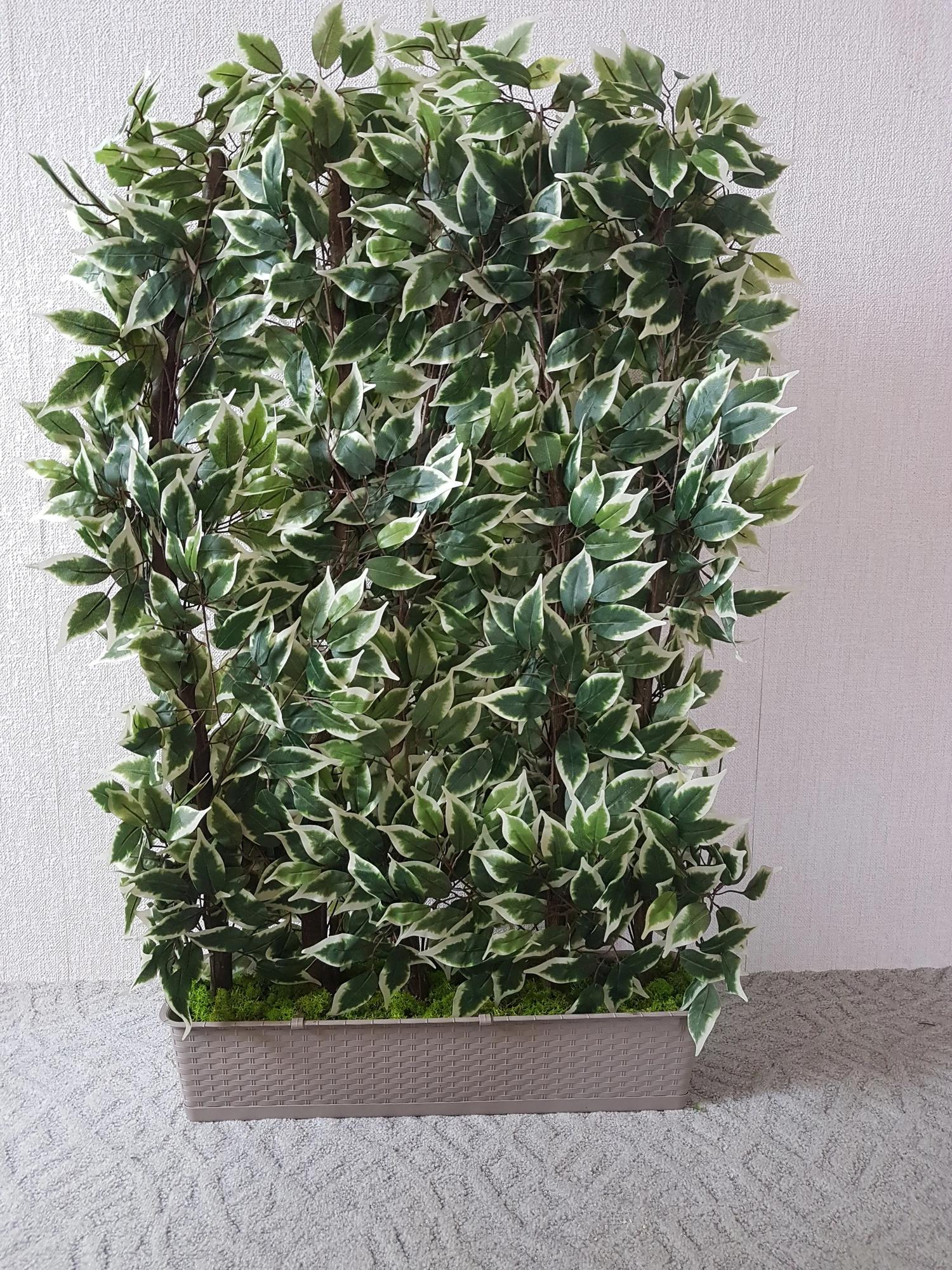 Dekoračná zástena fikus 160 cm x 100 cm