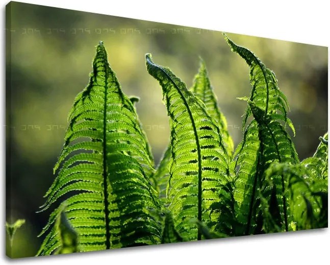 Obraz na stenu RASTLINY RA004E11