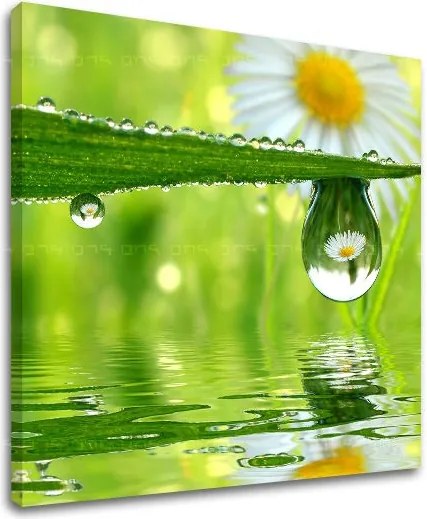 Obraz na stenu KVETY KV016E12 - 60x60 cm