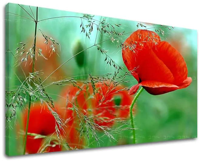 Obraz na stenu KVETY | rôzne rozmery