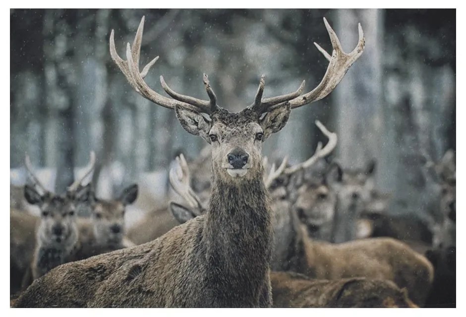 Šedá podlahová rohožka jeleň - 75 * 50 * 1cm Šedá podlahová rohožka jeleň - 75 * 50 * 1cm