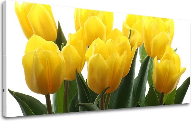 Obraz na stenu Panoráma KVETY XOBKV141E13 - 70x140 cm