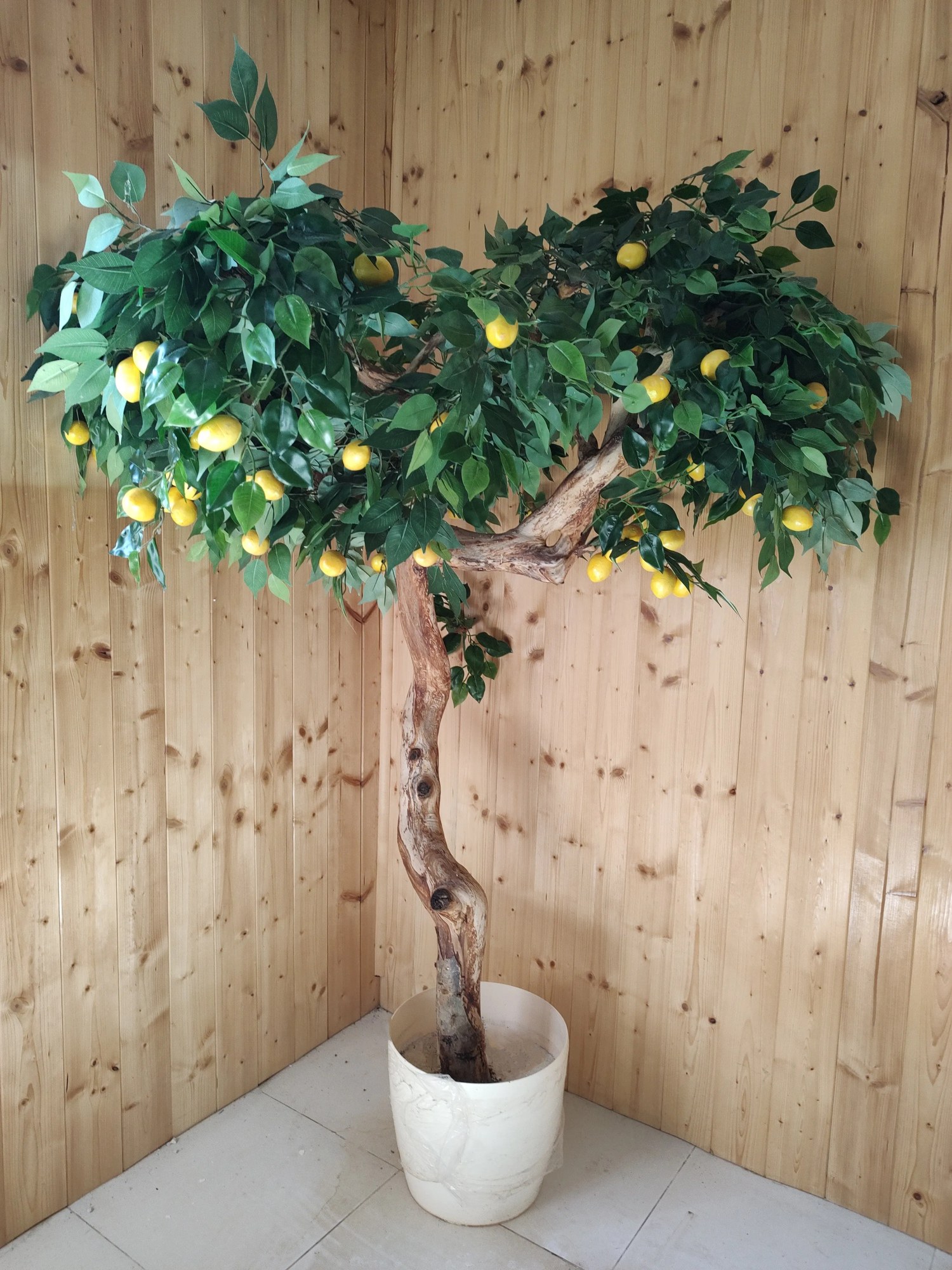 Citrónovník exclusive 180cm