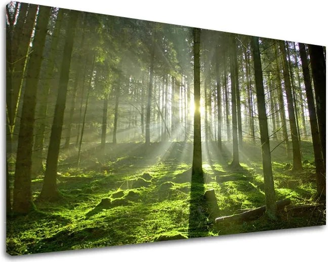 Obraz na stenu STROMY ST021E11