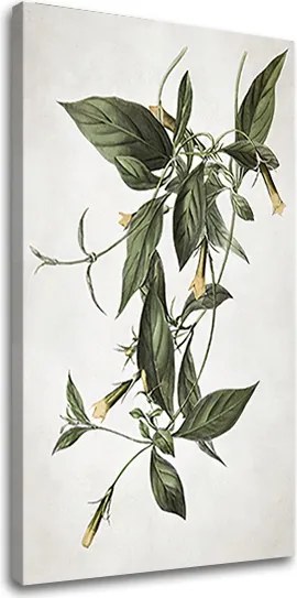 Obraz na plátne RASTLINY 012
