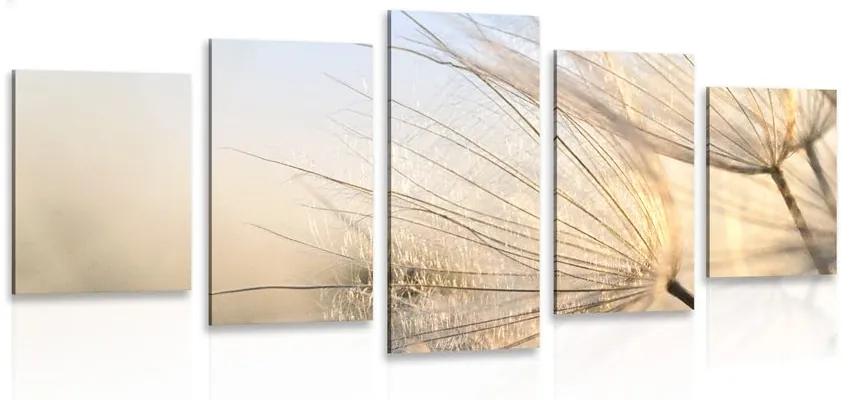 5-dielny obraz púpava na poli pri východe slnka