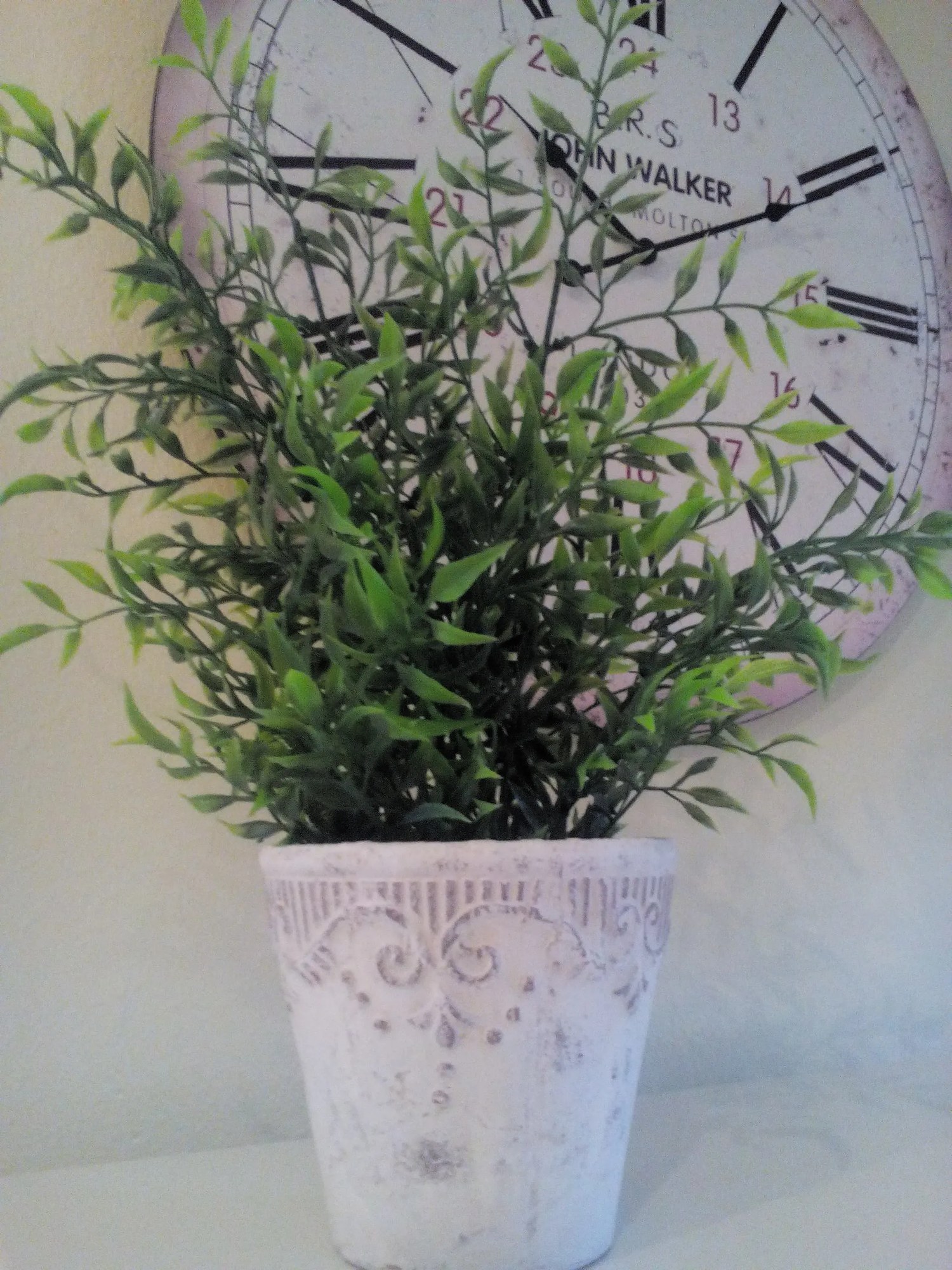 Mini bamboo v črepníku