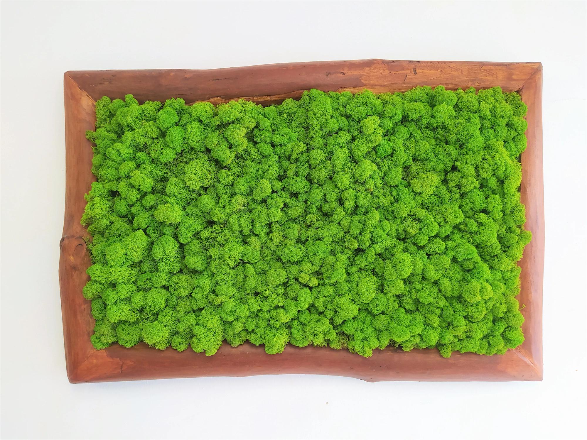 Machový obraz s masívnym dreveným rámom 50cm x 75cm