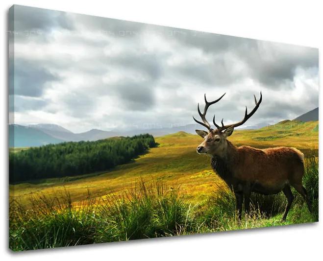 Obraz na stenu ZVIERATÁ | rôzne rozmery