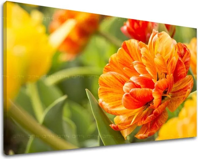 Obraz na stenu KVETY KV001E11 - 30x40 cm