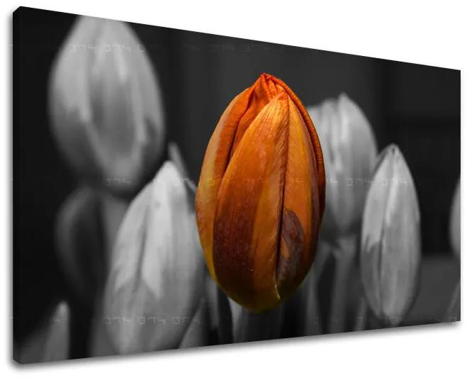 Obraz na stenu KVETY | rôzne rozmery