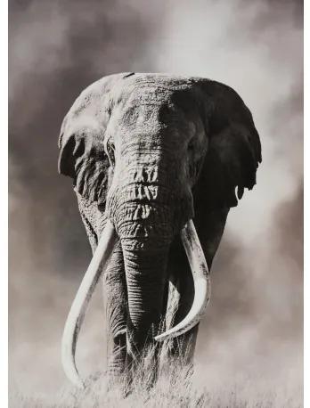 Obraz tlačený na plátne 50x70 PRC1099