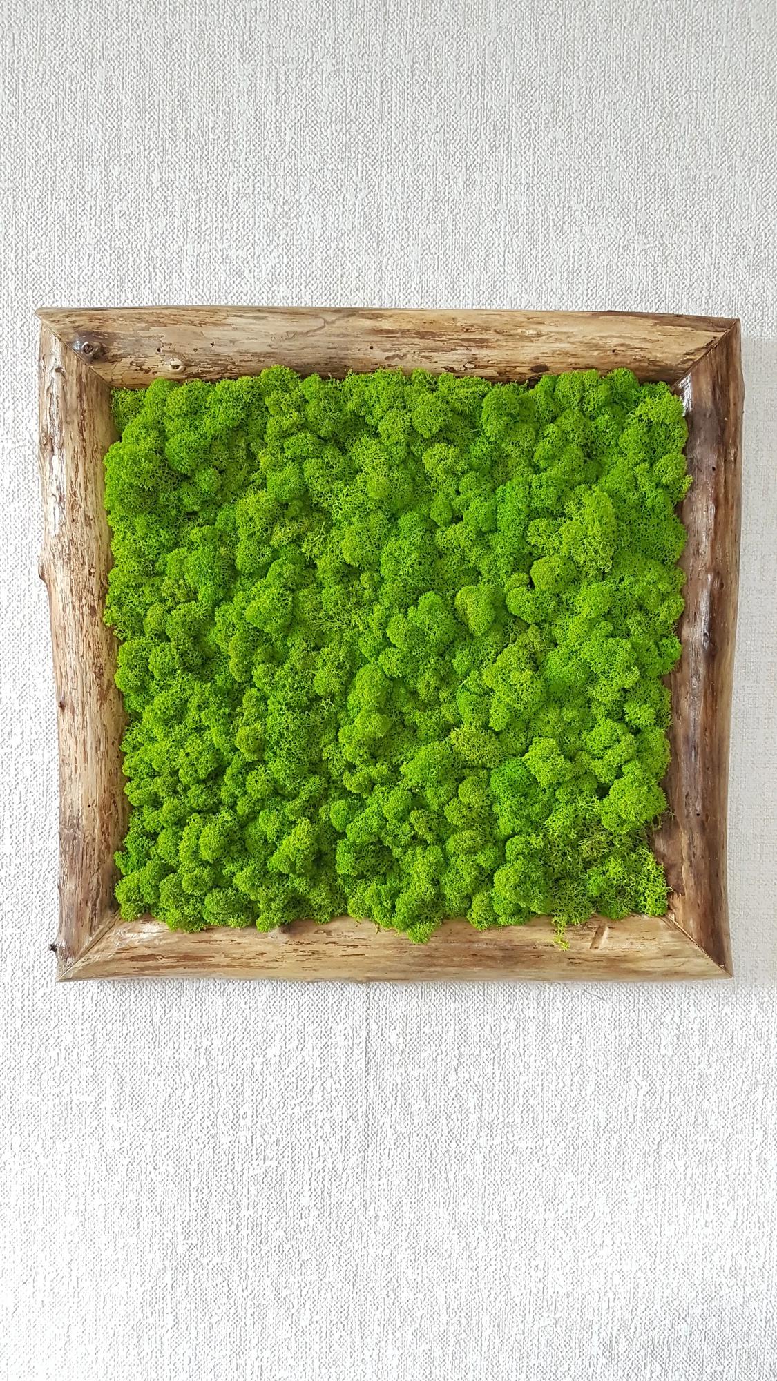 Machový obraz v masívnom ráme: 50cm x 50cm
