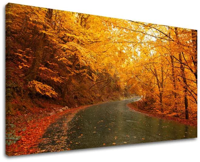 Obraz na stenu STROMY | rôzne rozmery