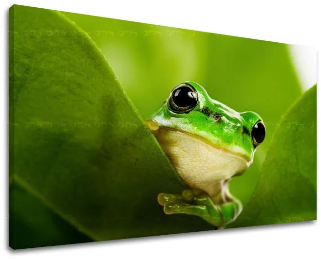 Obraz na stenu ZVIERATÁ | rôzne rozmery