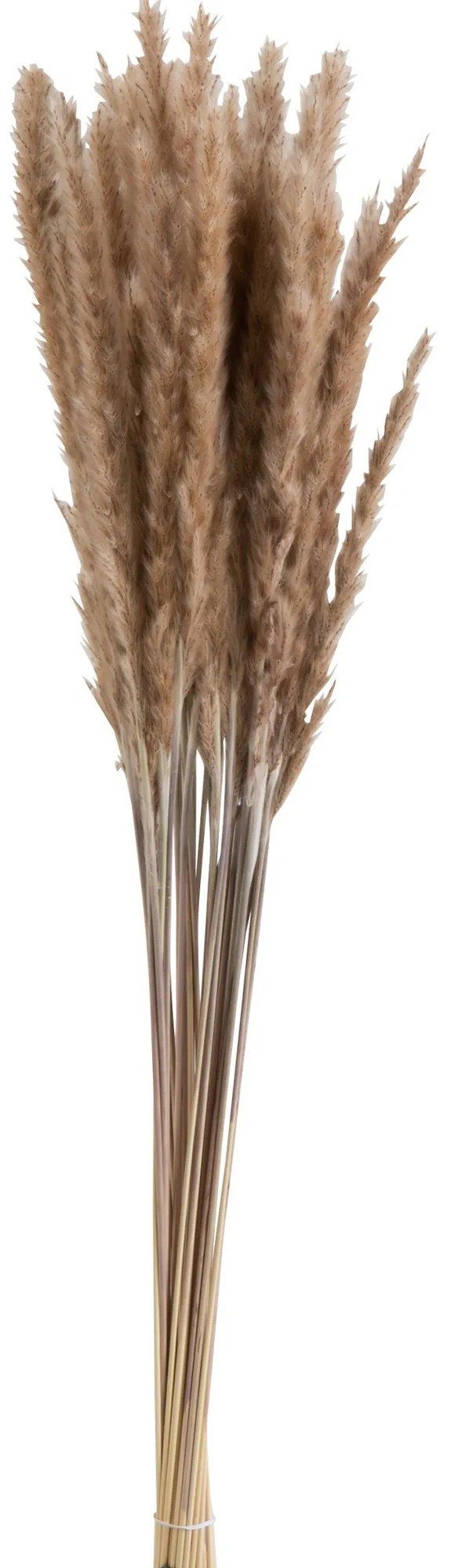 Zväzok sušené trávy hnedé - 9 * 9 * 82 cm