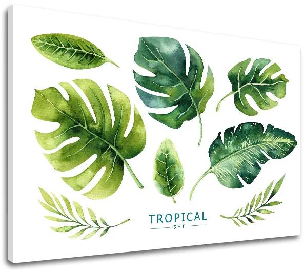 Obraz na stenu s textom Tropical set | rôzne rozmery