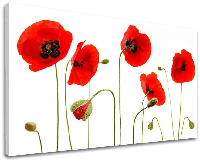Obraz na stenu KVETY MAKY | rôzne rozmery
