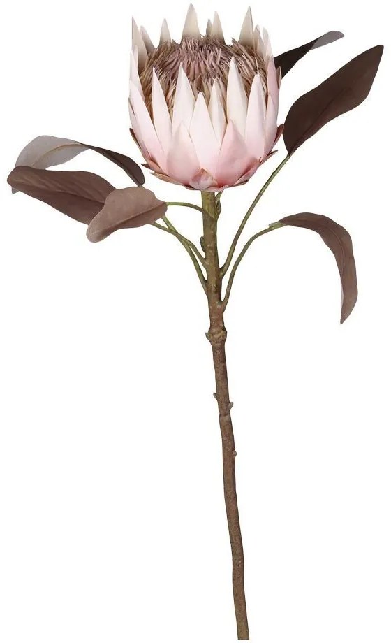 Dekorácia kvetina Protea - 66 cm
