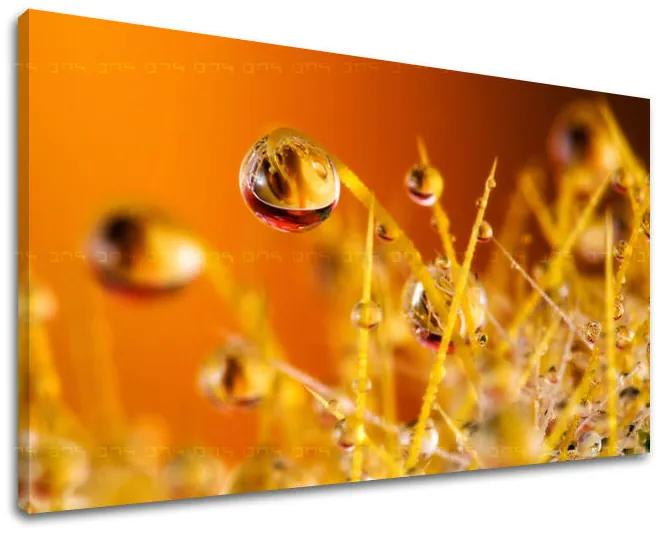 Obraz na stenu RASTLINY | rôzne rozmery