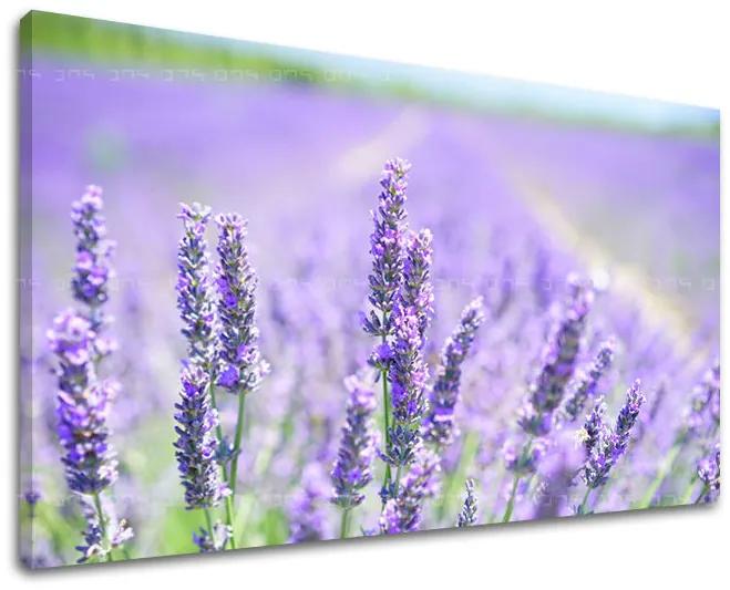 Obraz na stenu KVETY | rôzne rozmery