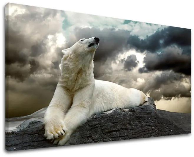 Obraz na stenu ZVIERATÁ | rôzne rozmery