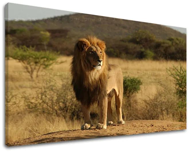 Obraz na stenu ZVIERATÁ | rôzne rozmery