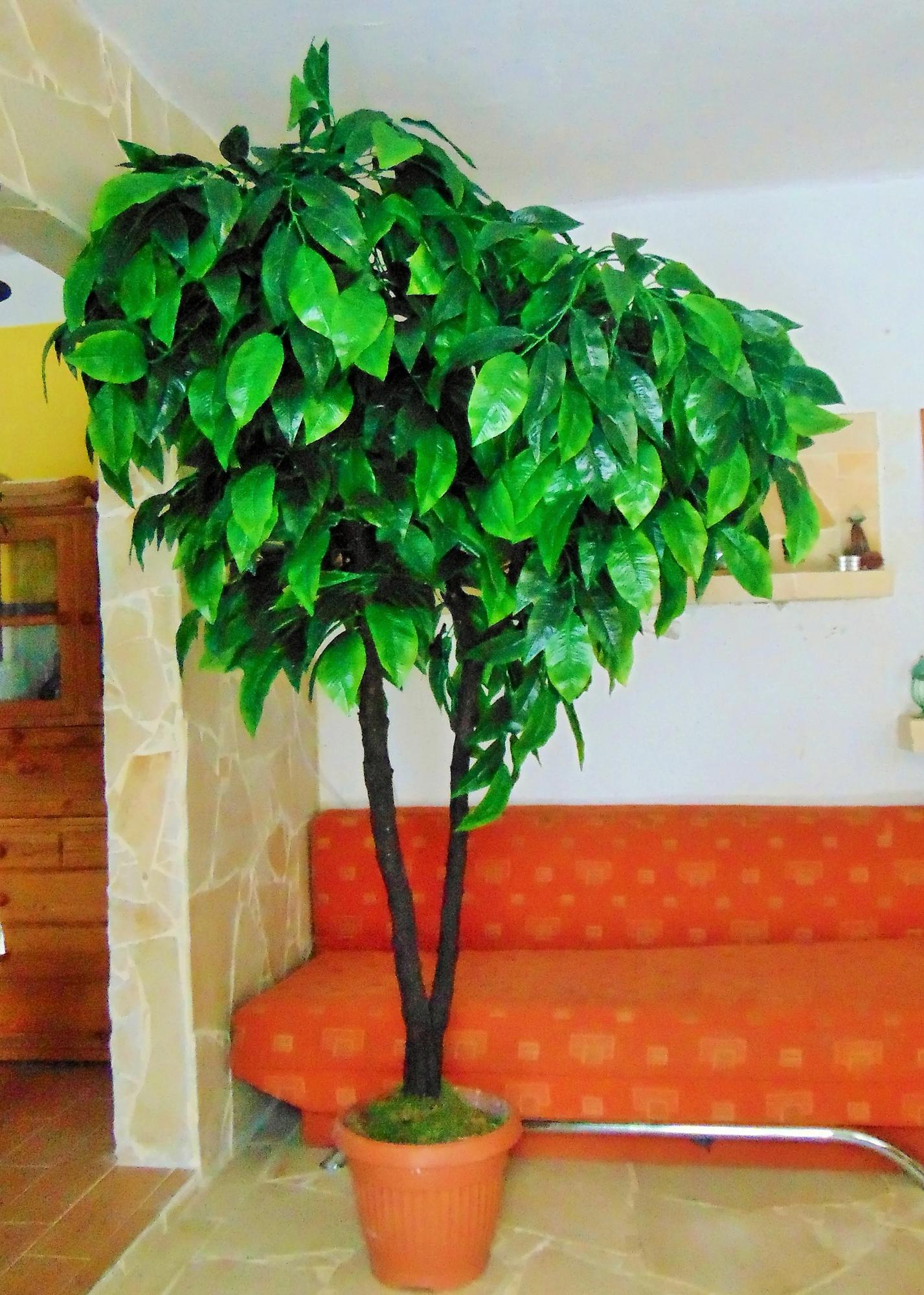 Orech zelený 250cm Orech zelený 250cm