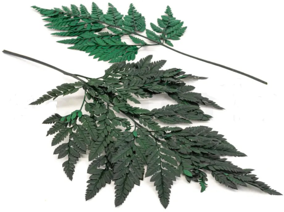 Stabilizovaná papraď- 5ks