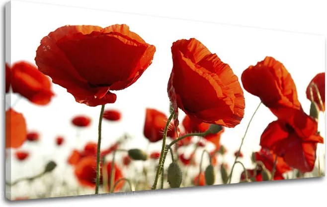 Obraz na stenu Panoráma KVETY 60x120 cm