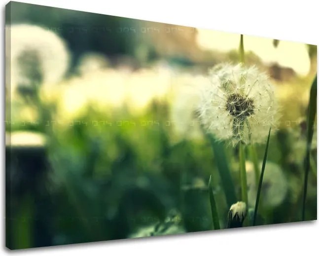 Obraz na stenu KVETY KV051E11 - 80x120 cm