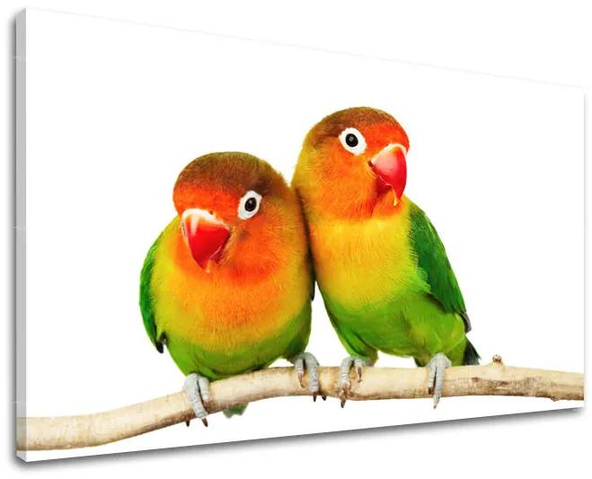 Obraz na stenu ZVIERATÁ | rôzne rozmery