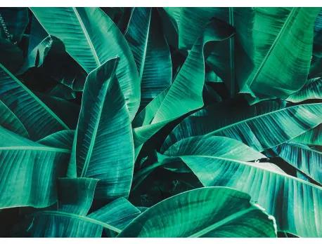 Obraz tlačený na plátne 50x70 PRC1090